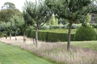 Row of Malus - Apple trees including 'Five Crowns' within unmown strip of lawn left to seed.  Next to giant maze. Hatfield House, Hertfordshire