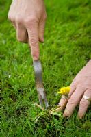 Weeding out a dandelion from a lawn