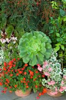 Pot display at Great Dixter including Aeonium undulatum, Begonia scharffii, Begonia 'Flamboyant' and Pelargonium 'Frank Headley' against a background of Cotoneaster horizontalis