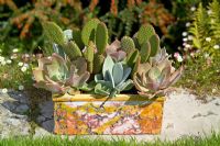 Cacti and succulents planted in a decorative container made by Alan Caiger-Smith. Opuntias, Echeveria and Cotyledon orbiculata
