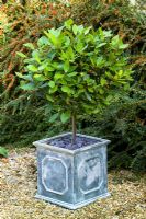 Evergreen standard Laurus nobilis - Bay tree in a square lead container with slate mulch. Sweet bay, Bay laurel