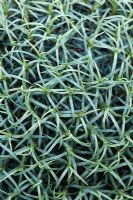 Acantholimon Armenum - Armenian Prickly Thrift plant
