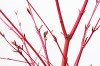 Acer palmatum 'Sago Kuku' - Japanese Maple against white background
 