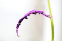 Gynura aurantiaca - Purple Passion leaf