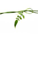 Jasminum polyanthum -  White Jasmine leaves on white background