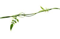 Jasminum polyanthum -  White Jasmine stem and new leaves on white background
