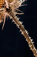 Dipsacus fullonum - Dried Teasel stem and thorns against black background