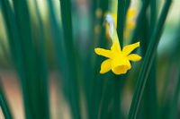 Narcissus Calcicola - Miniature Daffodil