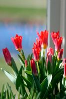 Tulipa 'Scarlet Baby' on a sunny windowsill