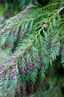 Chamaecyparis lawsoniana ' Silver Queen' with red male cones