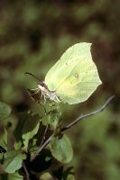 Gonepteryx rhamni - Brimstone butterfly 