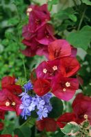 Bougainvillea 'San Diego Red' syn. 'Scarlett O'Hara' and Plumbago flowering in a conservatory