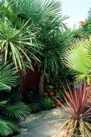 Exotic garden with Cordylines