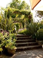 Stone steps made from york paving leading to rose pergola and Lavender lined pathway