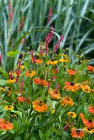 Persicaria amplexicaulis 'Firetail' and Helenium 'Waldtraut' - RHS Harlow Carr