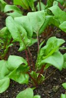 Beta vulgaris 'Bordeaux' - Spinach