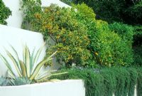 White raised bed with prostrate Rosmarinus - Rosemary,  Orange and Lemon trees and Agave. California, USA