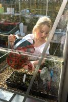 Millie watering tray of seedlings in the greenhouse. Pannells Ash Farm West, UK