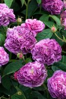Rosa - Roses. Suffolk, UK