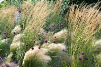 Allium and Stipa tenuissima - Feather Grass, in summer border. Rushbrooke, Suffolk, UK