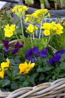 Primula, polyanthus group and Viola x wittrockiana in basket