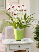 Miltonia - Orchid in pot