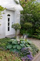 Front garden with Hostas, Campanula poscharskyana and Myrtus communis in pots either side of the door