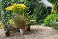 Summer gravel garden with pot plants at 'Hazelwood', Jacqueline Iddon Hardy Plants, NGS garden, Lancashire 