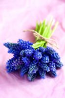 Bunch of Muscari - Grape Hyacinths tied with jute on a pink background
