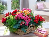 Basket of Begonia elatior, Adiantum 'Fragrans' and Nephrolepis on coffee table