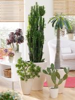 Euphorbia trigona, Crassula, Aeonium, Pachypodium and Opuntia in white pots indoors

