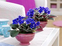 Saintpaulia ionantha - African Violets, in ceramic pots on coffee table
 