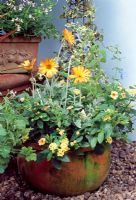 Drought tolerant plants in Pot. Calibrachoa 'Million Bells Lemon', Lantana camara, Salvia patens