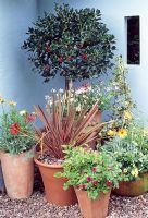 Drought tolerant Pots of Calibrachoa, Lantana, Salvia, Arcotis, Osteospermum, Nemesia, Pelargonium and Phormium. Ilex - Holly standard behind