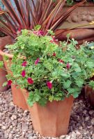 Drought tolerant Pot of Calibrachoa 'Million bells Cherry', Pelargoniums 'Shottesham Pet' and 'Fragrans group'