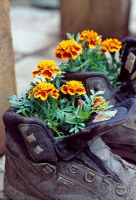 Tagetes - Marigolds in boots atBerryfields