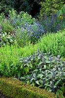 Thymus - Thyme and Salvia officinalis 'Purpurascens'- Purple Sage in border