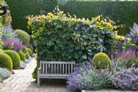 Wooden bench in formal garden. Vitis and Clematis viticella 'Perle d'azur' growing behind it. Borders of Nepeta racemosa 'Walker's Low' and Salvia