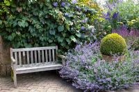 Wooden bench next to Nepeta racemosa 'Walker's Low', Salvia and clipped Buxus - Box ball in pot. Vitis and Clematis viticella 'Perle d'Azur' growing behind