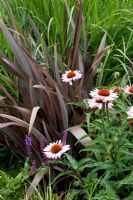 Phormium tenax and Echinacea purpurea