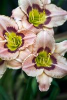 Hemerocallis - Daylily

