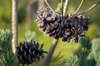 Pinus Parviflora - Japanese White Pine