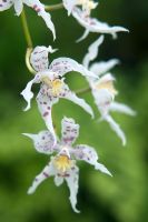 Odontioda Heatonensis x Oncidium 'Starlight' - Orchid, in glasshouse at RHS Wisley, Surrey, March