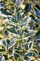 Ilex aquifolium 'Elegantissima' - Holly
