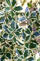 Ilex aquifolium 'Elegantissima' - Holly

