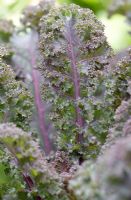 Brassica 'Scarlet' - Kale