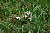 Erythronium dens-canis 'Niveum' naturalised in grass