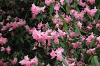 Rhododendron 'Airy Fairy'
