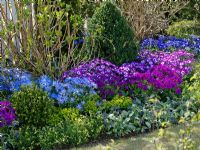 Spring border of Senecio cruentus, Senetti 'Lavender' 'Deep Blue', 'Blue Bicolor', 'Magenta' and 'Magenta Bicolor', Cinerarie, Buxus, Euphorbia, Pulmonaria 'Trevi Fountains' and Erysimum 'Zwerg'