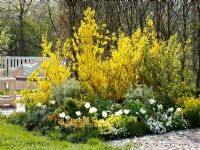Spring border of Forsythia 'Lynwood Gold', Ligustrum ovalifolium 'Aureum', Euphorbia 'Silver Swan', Tulipa 'White Dream', Erysimum, Iberis, Viola wittrockiana, Angelica and Tsuga canadensis 'Nana'